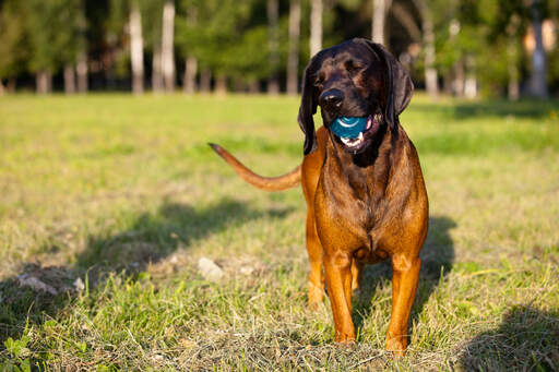 Un joyeux chien de montagne bavarois jouant avec une balle