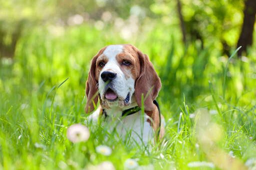 En vacker liten beagle som sticker upp huvudet ur det långa gräset.