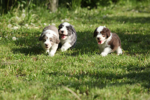 Three beautiful, little Bearded Collie puppies, running around on the grass
