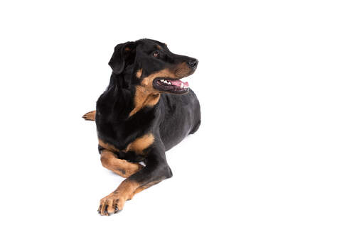 A Beauceron showing off its well groomed, dark coat