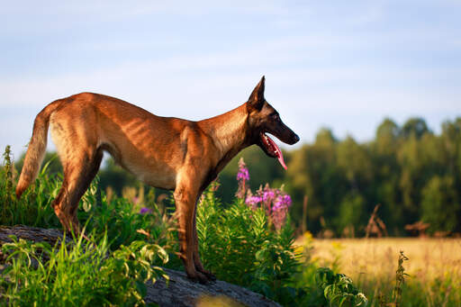 A Belgian Malinois showing off it's wonderful physique