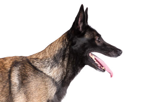 A close up of a Belgian Malinois' strong head shape and pointed ears