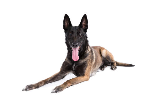 A young adult Belgian Malinois with a lovely thick coat