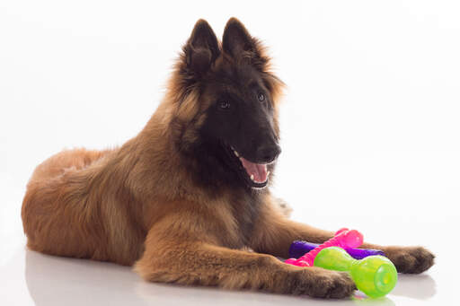 En ung belgisk herdehund (tervueren) ligger ner med sina leksaker