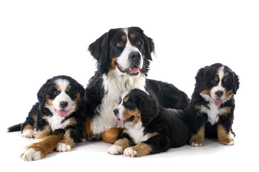 En familj med bernese mountain dogs