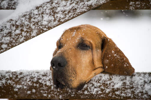 A Bloodhound resting it's head on a gate in the snow