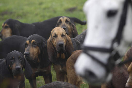 A pack of Bloodhounds out on a hunt with the horses