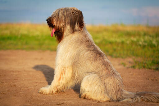 A Briard sitting beautifully, waiting for a command from its owner
