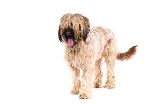 A Briard with a beautiful thick coat