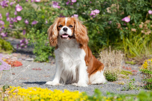 A healthy, little Cavalier King Charles Spaniel with a traditional style coat