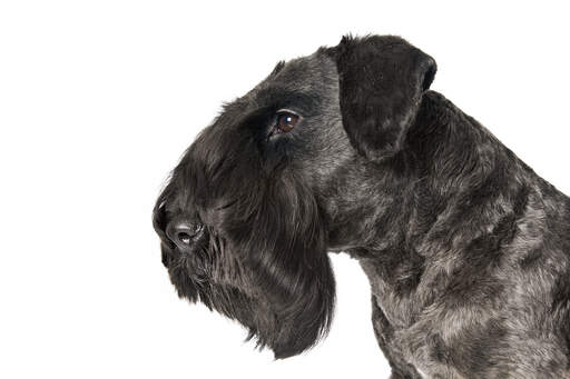 A close up of a Cesky Terrier wonderful neat beard