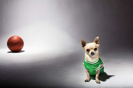 A little chihuahua dressed in a basketball top