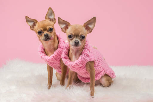 Two gorgeous chihuahuas dressed in pink