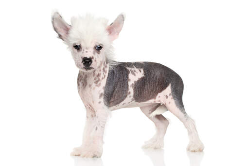 A young Chinese Crested puppy standing strong