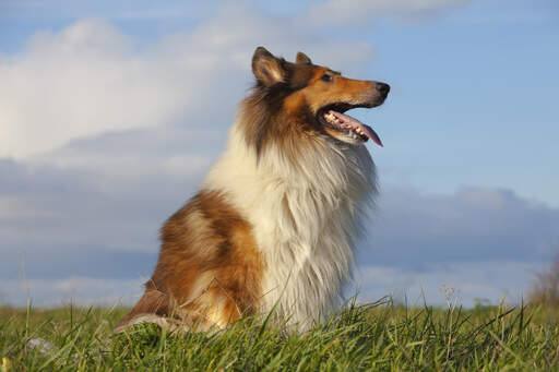 A beautiful Collie sitting tall, showing off it's lovely, long nose