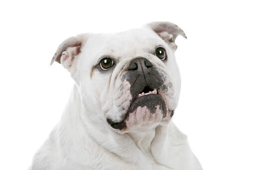 En närbild av en vit engelsk bulldogg med upptryckt näsa