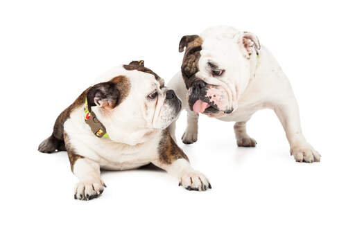 Två vuxna engelska bulldoggar som njuter av varandras sällskap