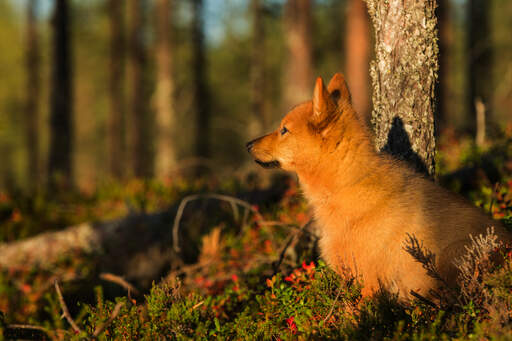 En närbild av en finsk spitzs underbara, spetsiga öron
