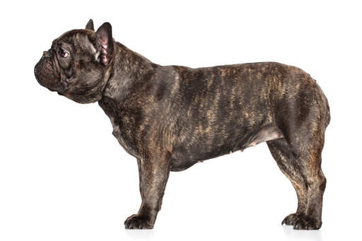 A healthy French Bulldog with a lovely thick, short coat