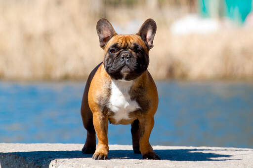 En frisk vuxen fransk bulldogg med en kort, kraftig kropp och upprättstående öron.