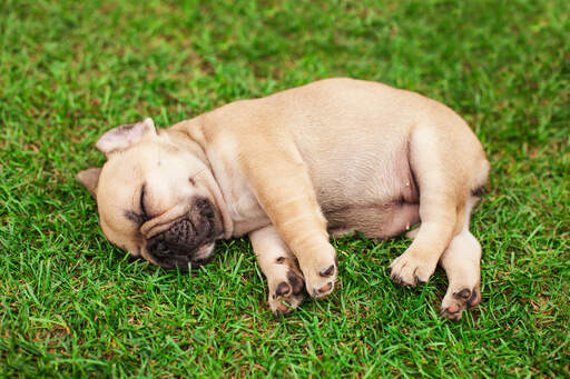 Ein unglaublicher kleiner französischer bulldoggenwelpe schläft im gras