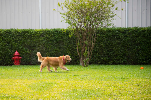 En frisk vuxen Golden retriever som leker med sin boll i trädgården.