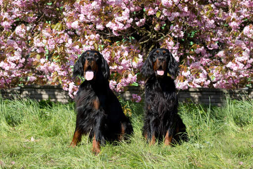 Two beautiful adult Gordon Setters sitting patiently together