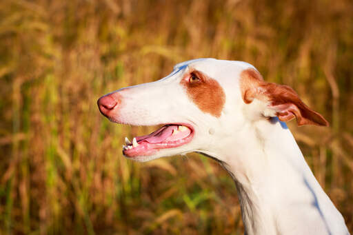 En ibizanhund med strömlinjeformade öron och en våt nos.