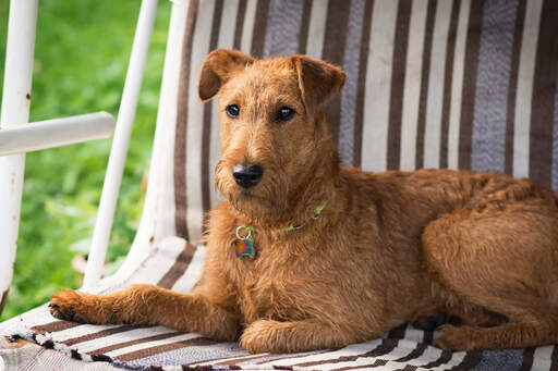 En härlig, liten irish terrier som slappnar av på en stol