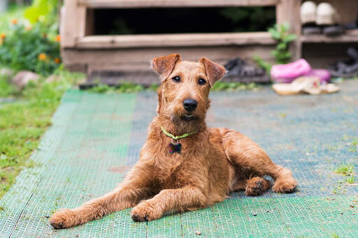 En ung irish terrier som ligger ner och väntar på uppmärksamhet