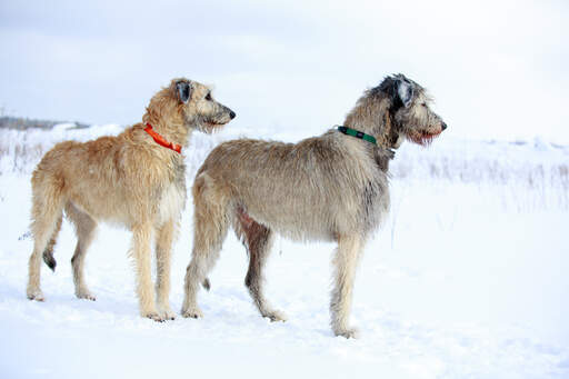 Two wonderful Irish Wolfhounds enjoying some exercise in the snow