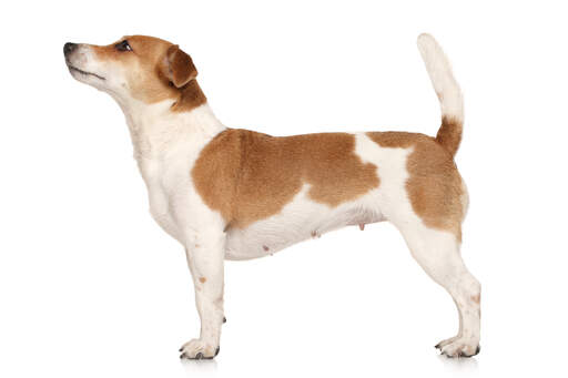 A beautiful, female Jack Russell Terrier standing tall, showing off her short physique