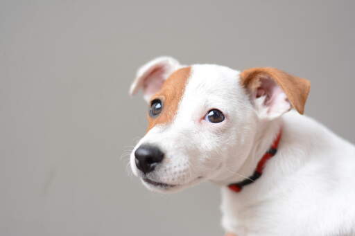 En närbild av en ung jack russell terriers vackra små öGon och mjuka valppdräkt