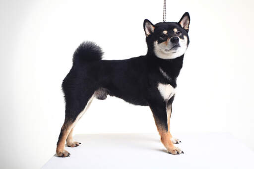 A beautiful little Japanese Shiba Inu puppy with a lovely thick coat
