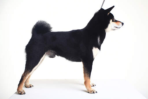 A healthy adult Japanese Shiba Inu showing off it's wonderful muscular body and bushy tail