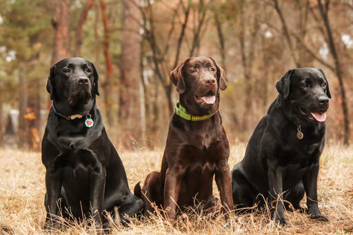 Tre vackra, vuxna labrador retrievers som sitter tålmodigt tillsammans