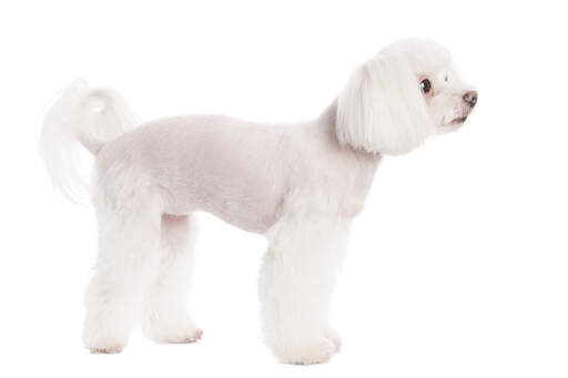 A healhy, young Maltese standing tall, showing off it's lovely, well groomed coat