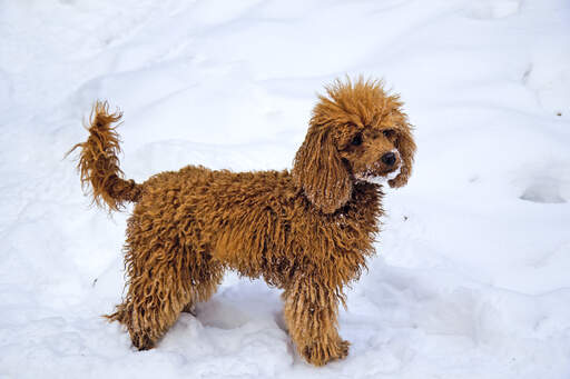 A lovely, little Miniature Poodle enjoying some exercise in the snow
