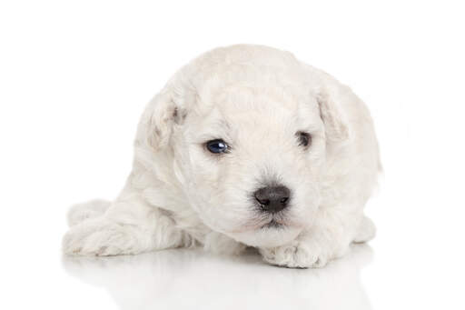 A wonderful little Miniature Poodle puppy with a beautiful, thick white coat