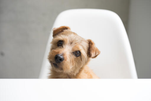 En vacker, liten norfolk terriervalp med kort, trådig päls och slappa öron