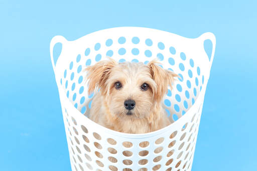 Een gezonde, jonge norfolk terrier pup, zittend in een wasmand