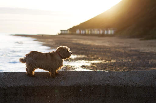 A lovely, little adult Norfolk Terrier resting on the wall next to the beach