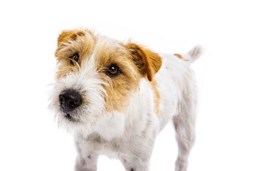 En närbild av en parson russell terriers underbara skägg.