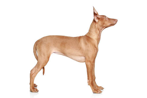 En vacker, ung faraohund som står högt och visar upp sin smala kroppsbyggnad.