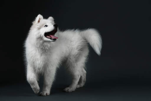 A Samoyed with great big paws and a beautiful, bushy tail