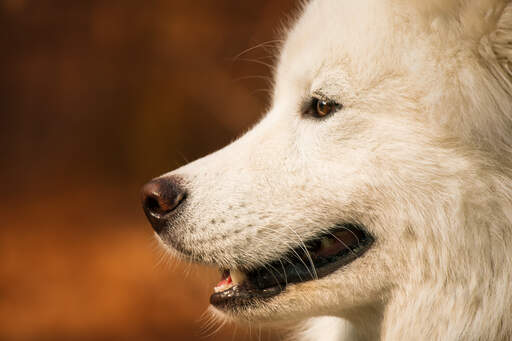 A close up of a Samoyed's incredible, pointed nose and thick, soft coat