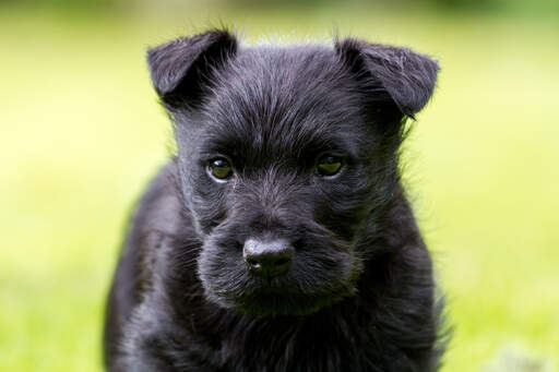 Gros plan sur les belles petites oreilles et le pelage dur d'un chiot scottish terrier.