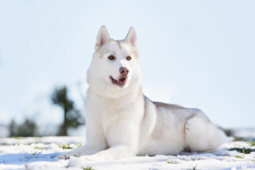 A healthy adult Siberian Husky with an incredible thick, white coat