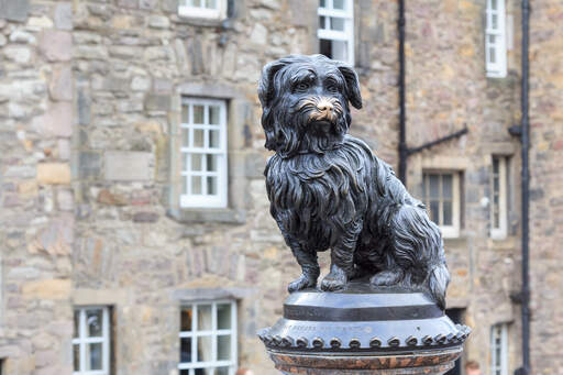Greyfriars bobby staty av en lojal skye terrier som stannade vid sin herres grav i fjorton år