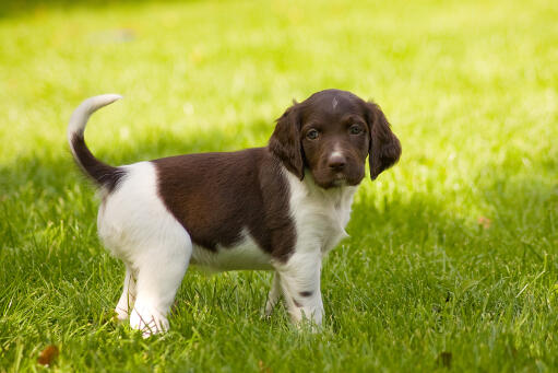 A beautiful little brown and white Small Munsterlander puppy